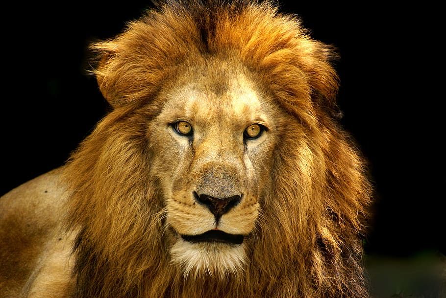 HD wallpaper: photo of brown lion, fierce, mane, animal them