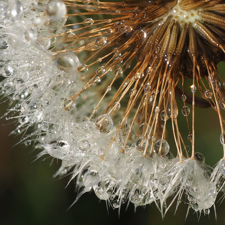 dandelion, dewy, droplets, dew-drop, nature, dewdrop, raindrop HD wallpaper