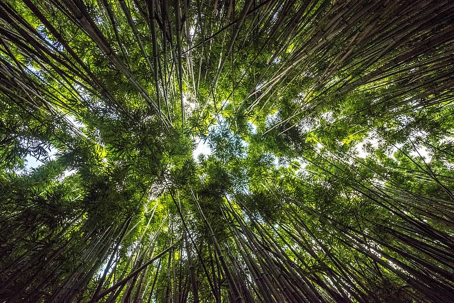 low-angle photography of trees, worms eye view of forest with green leafed trees during daytime HD wallpaper