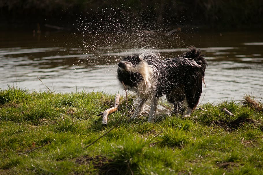 why do border collies shake