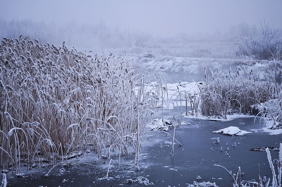 grayscale photography of grey plants on body of water, winter HD wallpaper