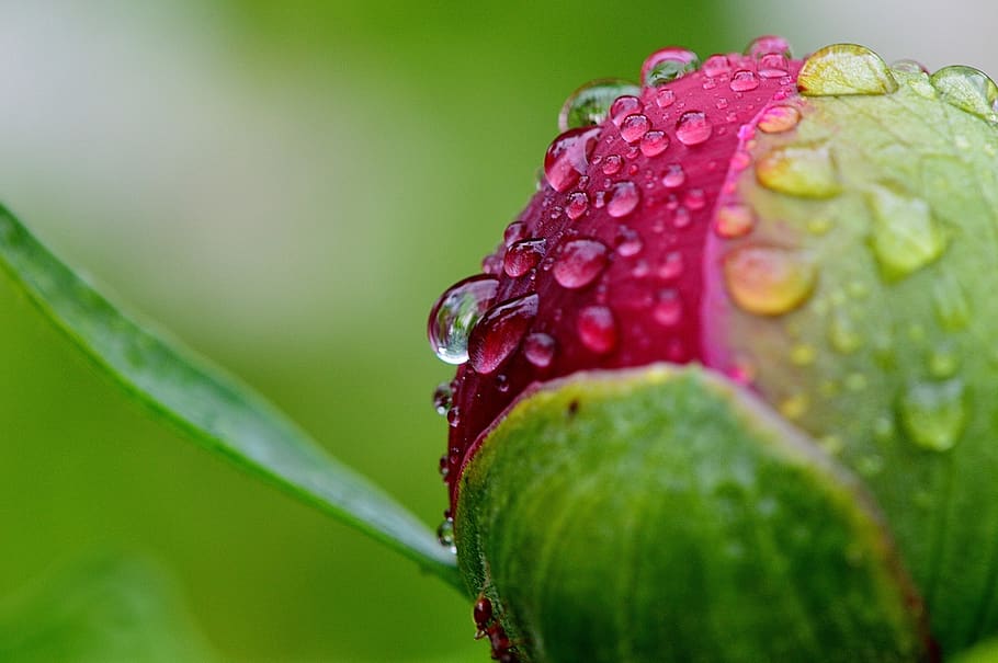peony, rain, drip, raindrop, nature, macro, beaded, drop of water HD wallpaper