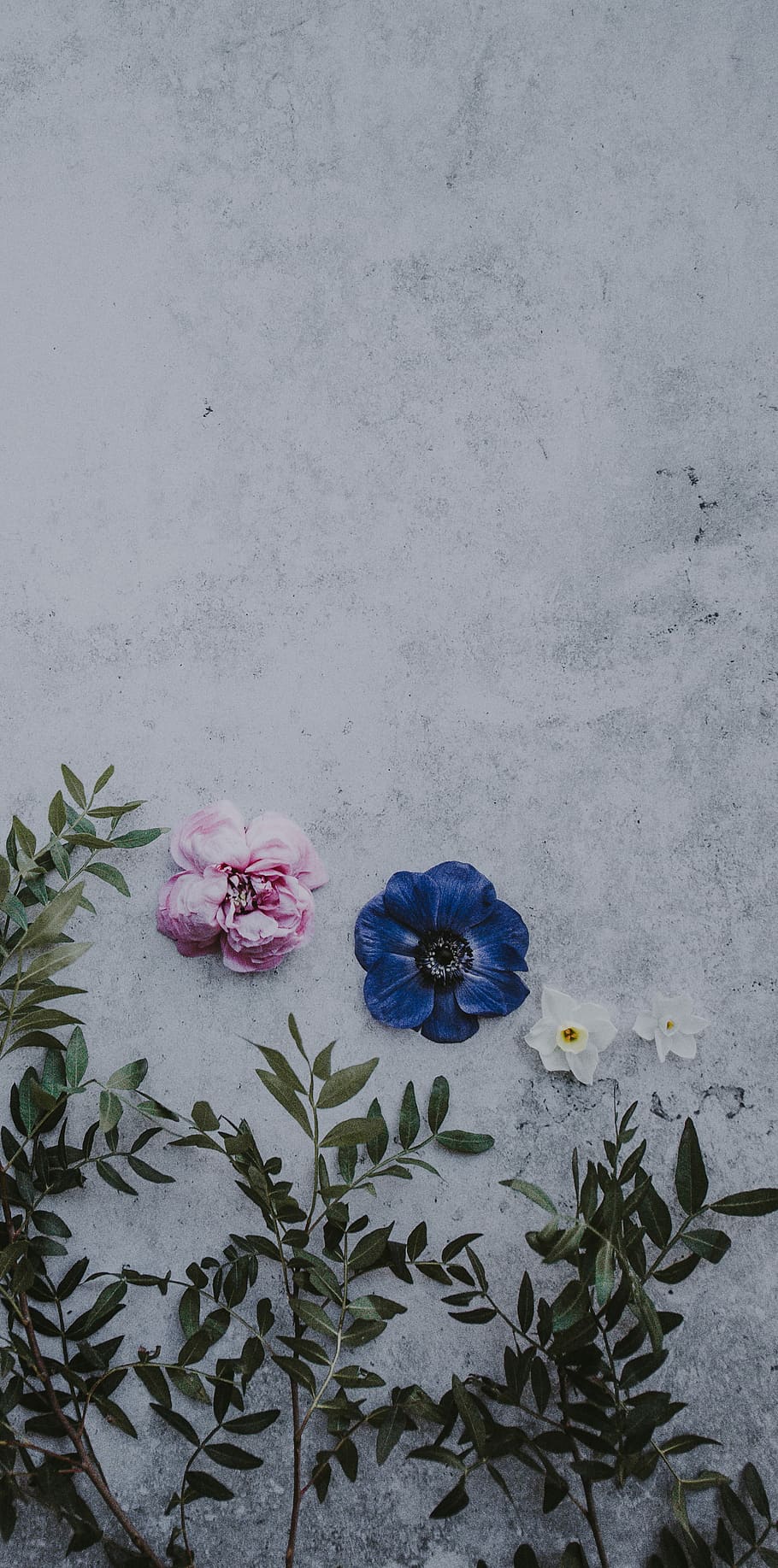 Floral background, three pink, blue, and white petaled flowers HD wallpaper