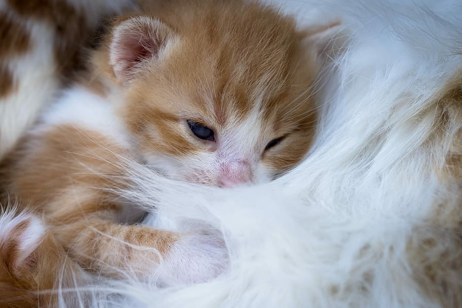 orange tabby kitten, affection, newborn, pet, animals, feline HD wallpaper