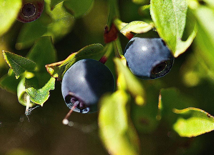 berries, undergrowth, fruit, forest fruits, blueberries, nature, HD wallpaper