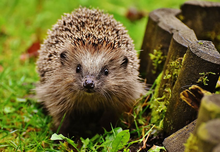 brown hedgehog, hedgehog child, young hedgehog, animal, spur
