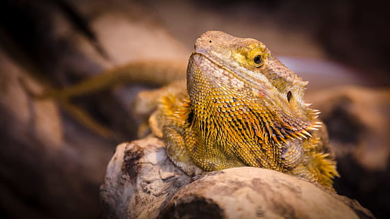 HD wallpaper: bearded dragon, lizard, spurs, profile, closeup, reptile ...