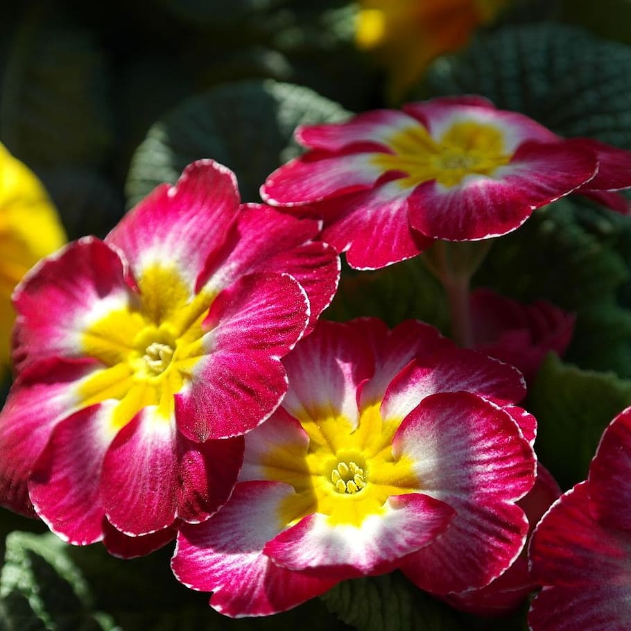 red-white-and-yellow Primula flowers, primrose, spring, pink HD wallpaper