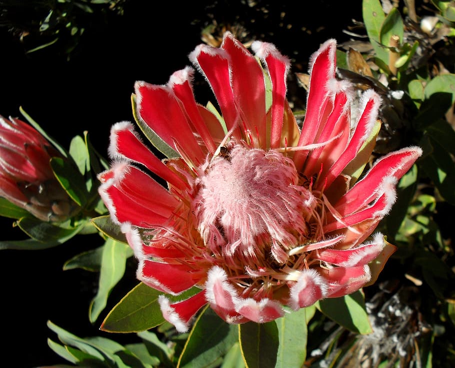 protea, pink, flower, blossom, bloom, floral, petals, nature, HD wallpaper