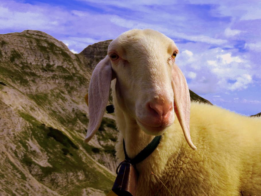 flock, grass, sky, clouds, animal, sheep, landscape, mountain HD wallpaper