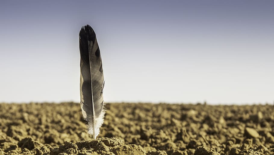 gray feather on soil at daytime, arable, foresight, agriculture HD wallpaper