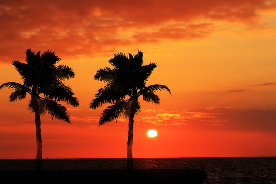 beach, sunset, tropicale, sky, palm tree, tropical climate HD wallpaper