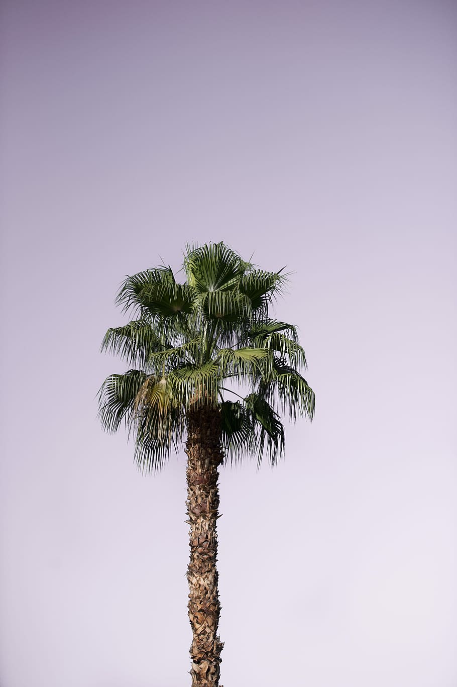 green and brown tree, coconut treee, palm tree, white, sky, pink