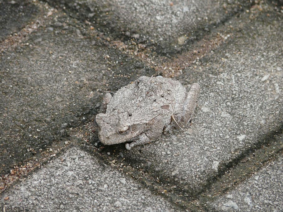 toad, camouflage, hide, discrete, adapt, tune in, attune, high angle view HD wallpaper