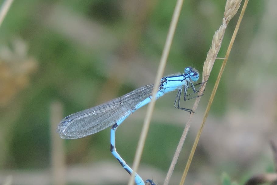 dragonfly, blue dragonfly, insect, close, waters, pond, creature HD wallpaper