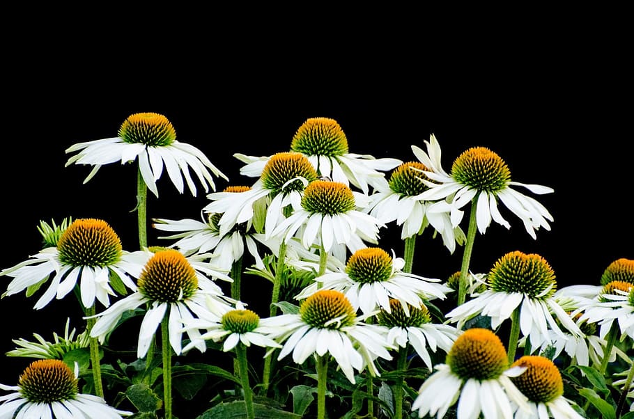 flower, summer, spring, autumn, gardening, decoration, blooming HD wallpaper