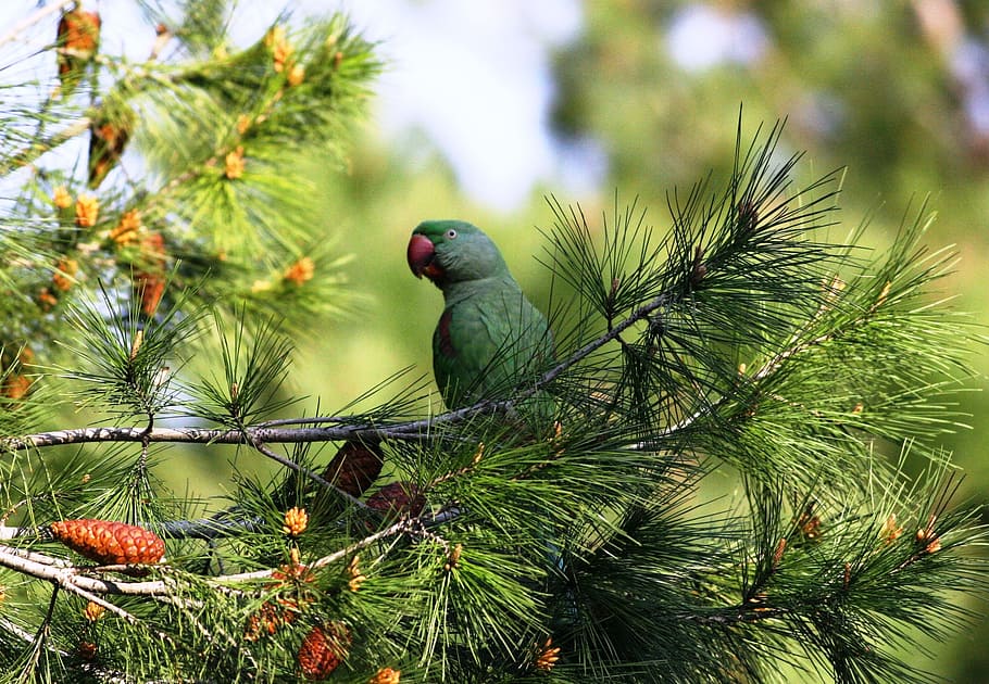 tree, nature, pine, branch, parrot, animal wildlife, animal themes HD wallpaper