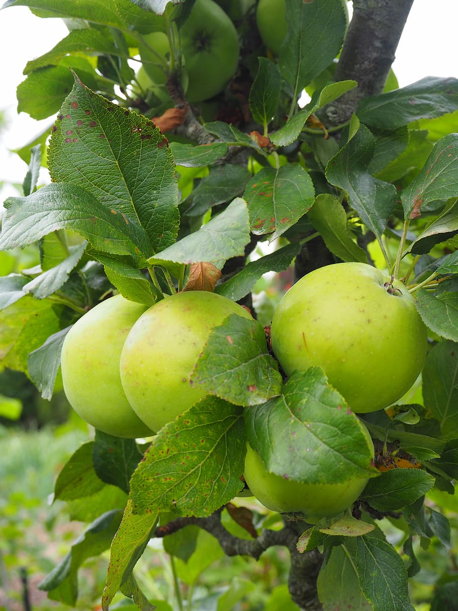 apple, apple tree, fruit, kernobstgewaechs, leaves, green apple HD wallpaper