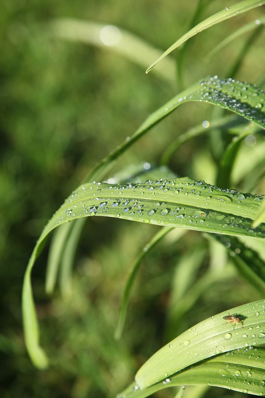 leaf, nature, green, green color, water, drop, growth, wet HD wallpaper