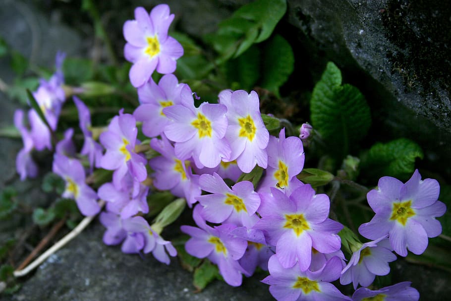 wild primroses, primula vulgaris, primroses pillow, flowers, HD wallpaper