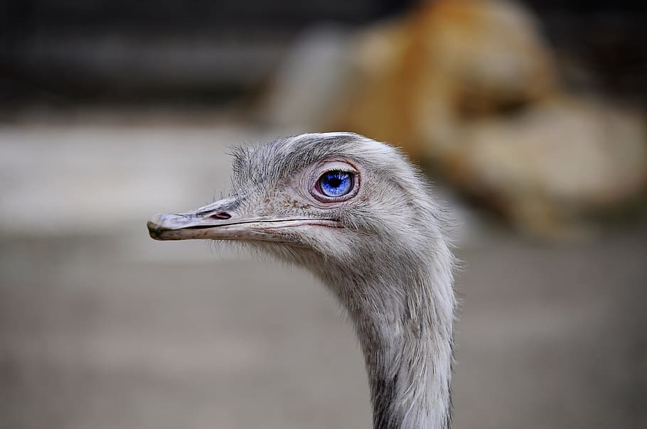 the ostrich, view, expression, curious, bird, eye, animal, one animal HD wallpaper