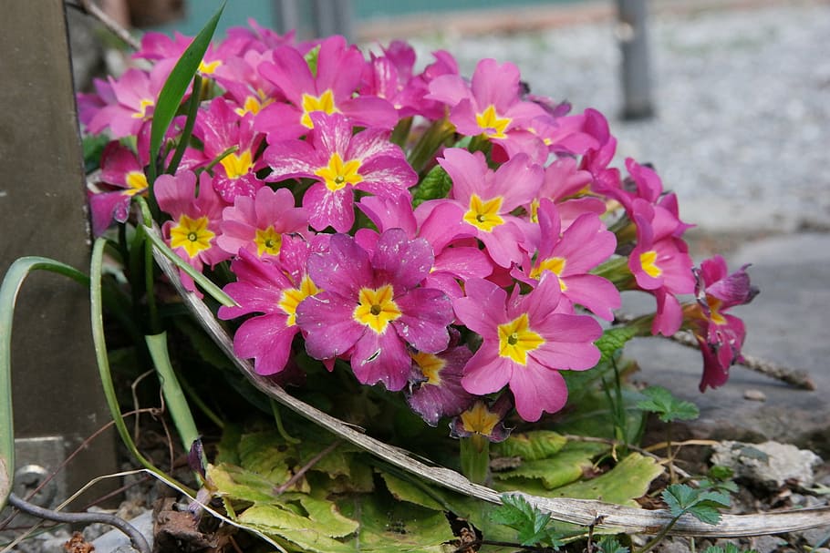 primrose, flower, spring, blossom, bloom, plant, pink, color HD wallpaper