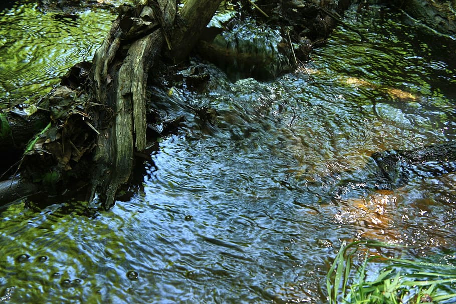 bach, water, waters, flowing, forest, green, movement, wood HD wallpaper