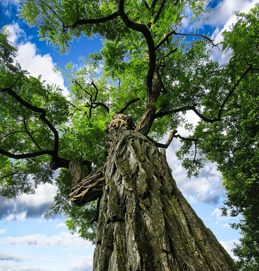 nature, landscape, tree, tribe, sky, crown, outlook, top, leaves HD wallpaper