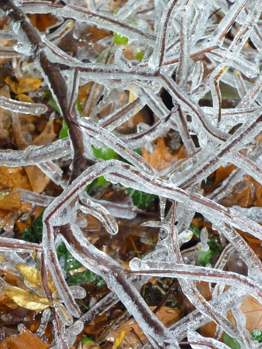 winter, ice, nature, tree, branch, frozen, cold temperature HD wallpaper