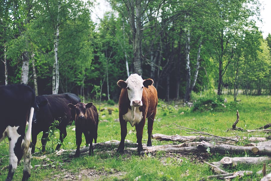 brown and black cattle standing under trees, animals, cows HD wallpaper