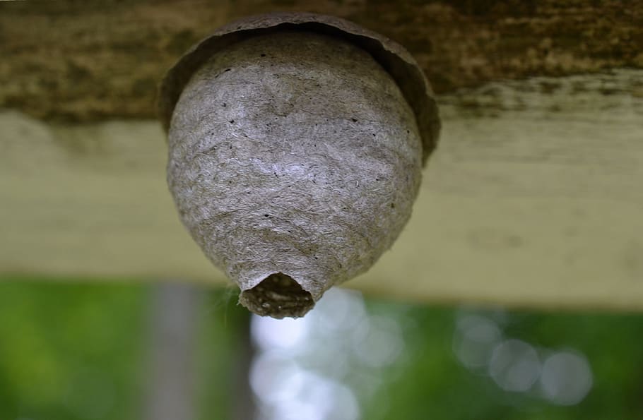 nature, insect, wasp, nest, summer, close-up, focus on foreground HD wallpaper