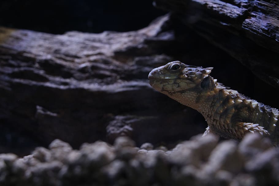 reptiles, lizard, darkness, animal themes, animal wildlife HD wallpaper