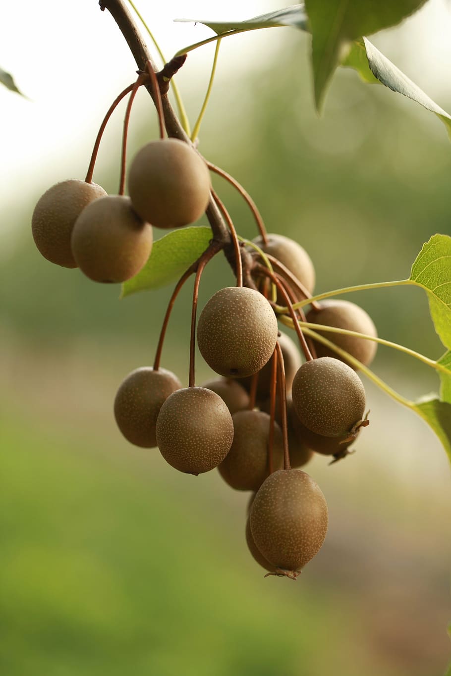 pear, fruit, rootstock, nature, food, tree, agriculture, leaf, HD wallpaper