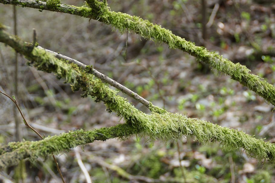 Branch, Aesthetic, Branches, Moss, nature, close, forest, autumn HD wallpaper
