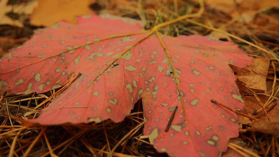 Autumn, Sheet, Maple Leaf, Closeup, close-up, outdoors, day HD wallpaper