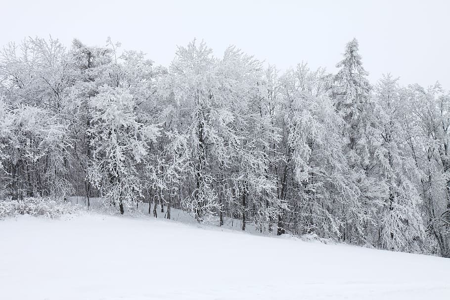 pine trees covered snow, Cold, Forest, Frost, Ice, landscape HD wallpaper
