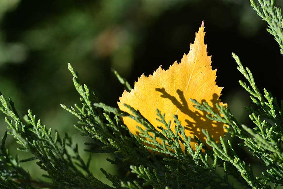 yellow, sheet, osn, plant part, leaf, nature, growth, beauty in nature HD wallpaper