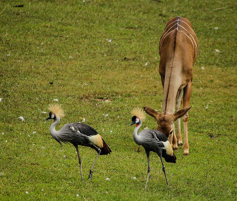 Crane, East African Crowned Crane, grey crowned crane, bird, water bird, HD wallpaper