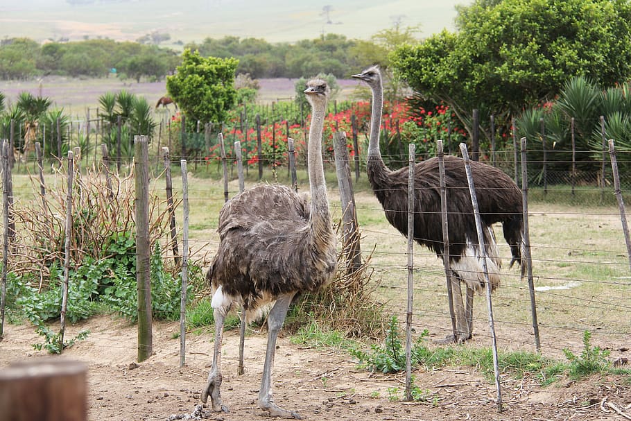 Cute, Ostrich, Bird, funny, interesting, animals, cape town HD wallpaper
