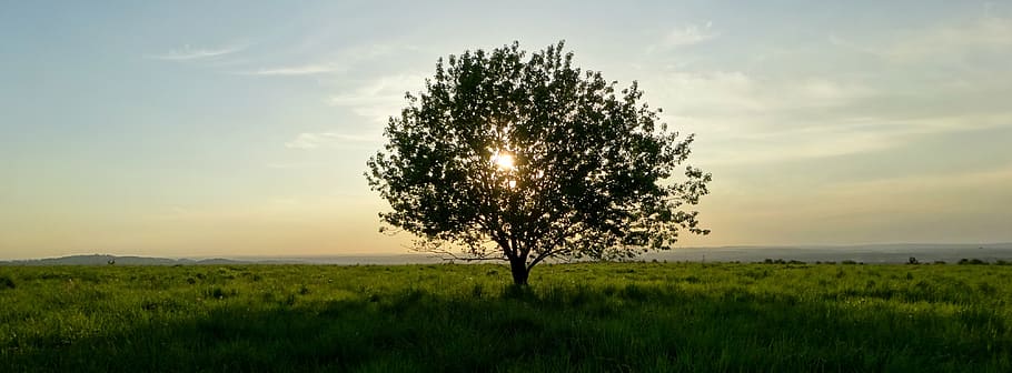 tree, nature, sunset, landscape, spring, green, poland, holiday HD wallpaper