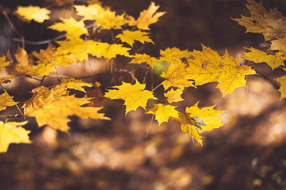 selective focus photography of maple leaves, brown maple leaves on macro shot HD wallpaper