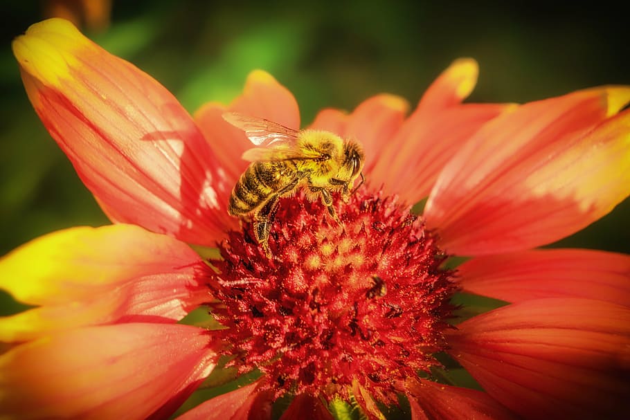 bee, insect, macro, close, blossom, bloom, flower, petal, fragility HD wallpaper