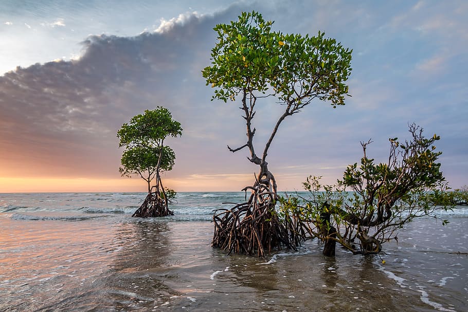 landscape photo of trees in body of water, sunset, beach, tropical HD wallpaper