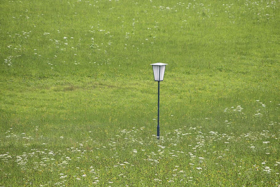 lamp, meadow, lantern, nature, plant, green color, grass, growth HD wallpaper