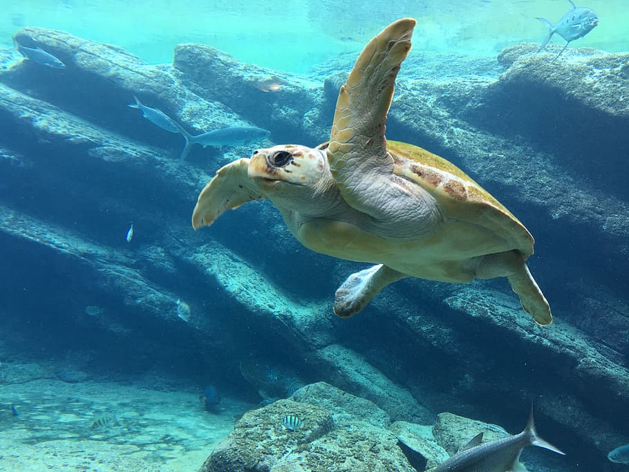 photo of brown turtle, sea, underwater, blue, sea turtle, reptile HD wallpaper