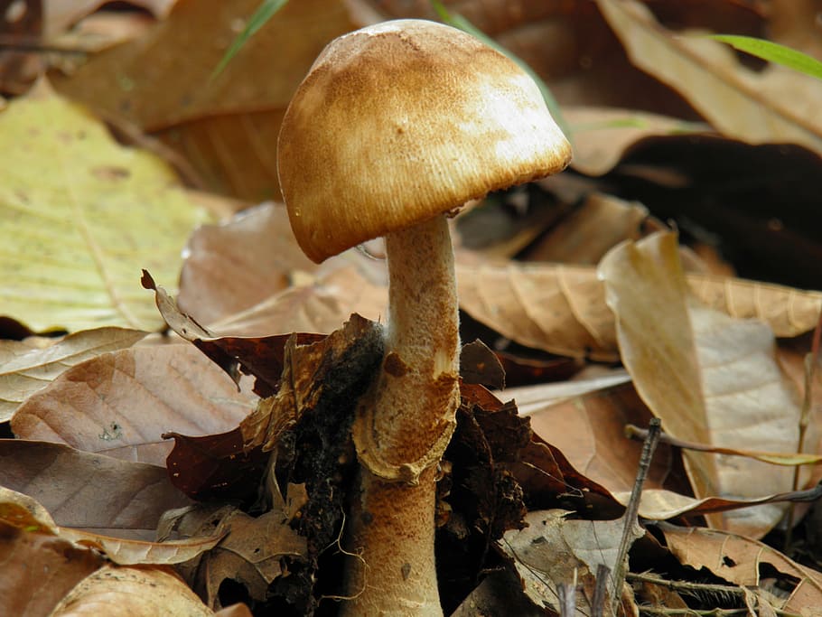 fungi, nature, mushroom, leaf, plant part, vegetable, growth HD wallpaper