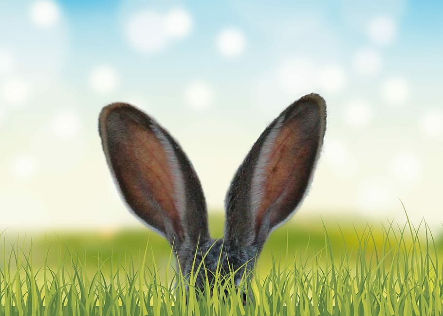 selective focus photography of black rabbit, grass, nature HD wallpaper
