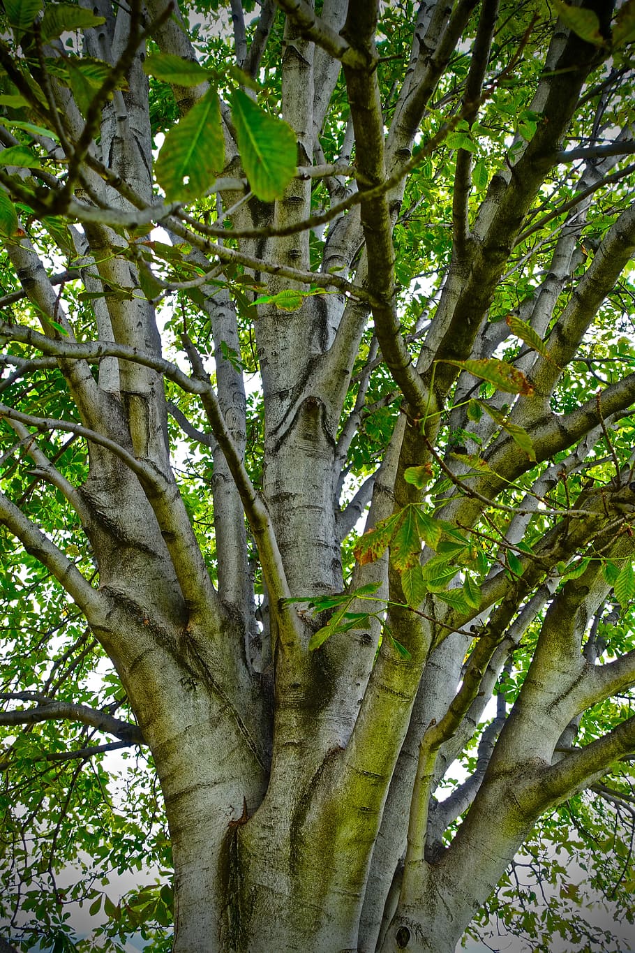 tree, branches, environment, foliage, nature, plant, tree trunk HD wallpaper