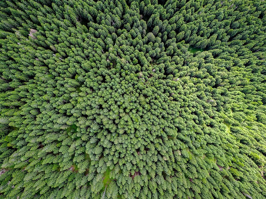 bird's-eye view photography of forest, aerial photography of green trees at daytime HD wallpaper