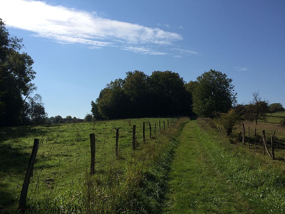 Field, Path, Hiking, Promenade, green, agriculture, farm, rural scene HD wallpaper